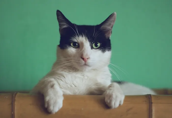 Cat resting comfortably indoors