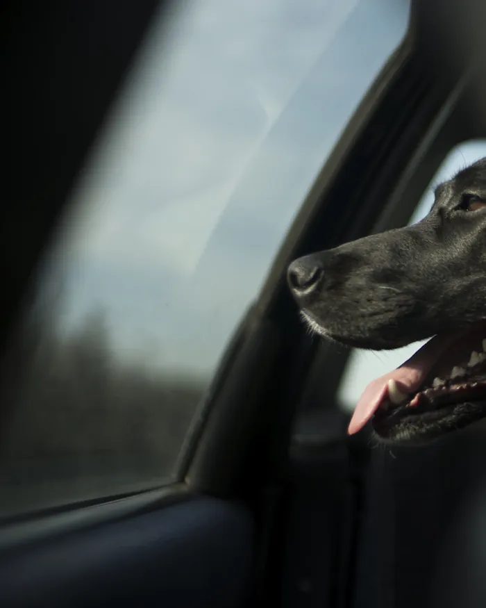A happy black dog with head out the car window, mid-trip