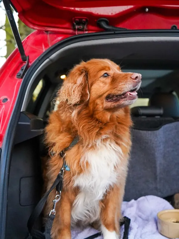 A happy dog secured in the back of a car, ears up and alert