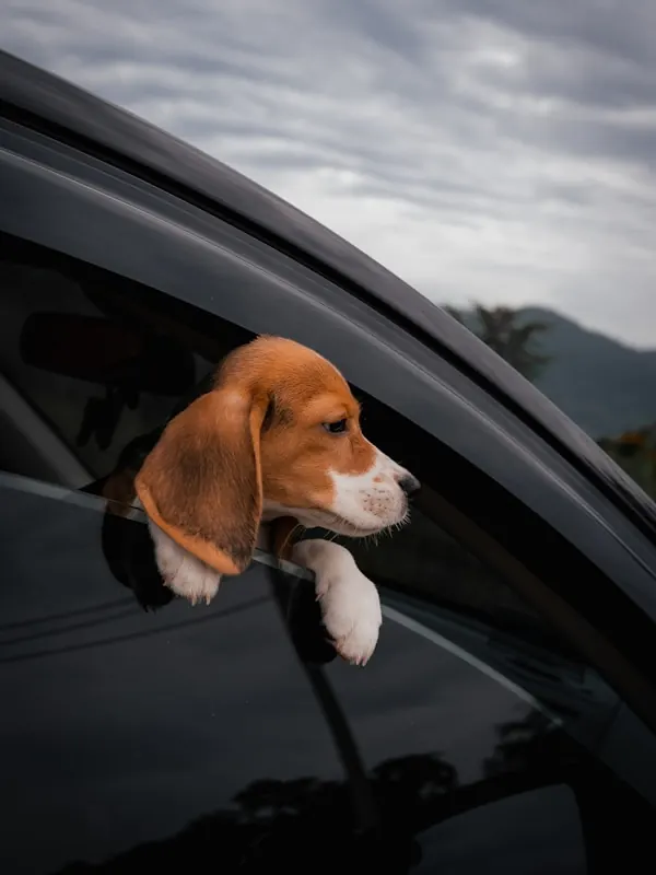 A beagle puppy with its head out of a car window