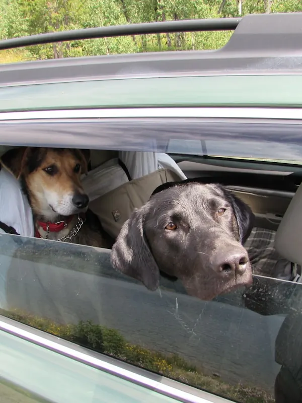 Two dogs looking out of the back windows of a car