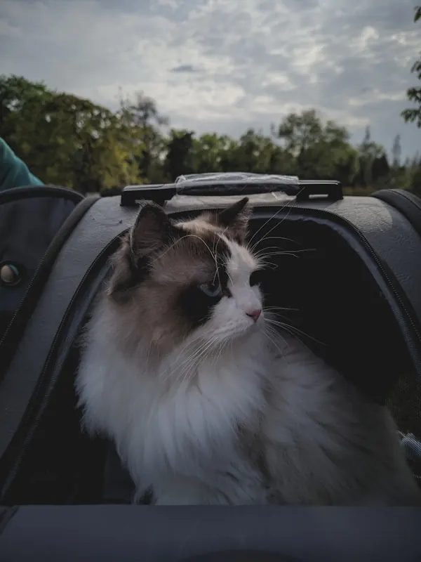 A fluffy cat looking out of a soft-sided pet carrier