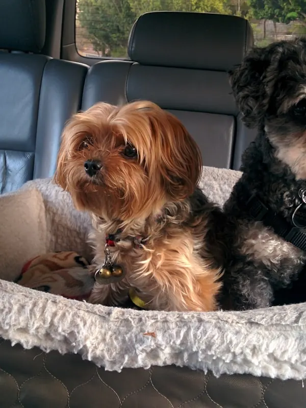 Two small dogs curled up together in a car booster seat