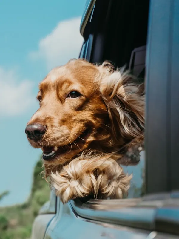 A golden retriever leaning out of a car window with ears blowing in the wind