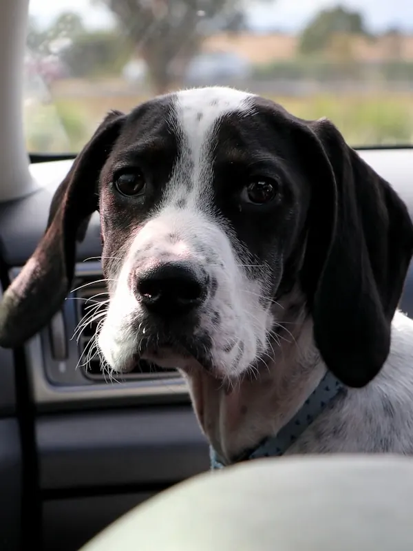 A hound dog sitting calmly in the back seat of a car
