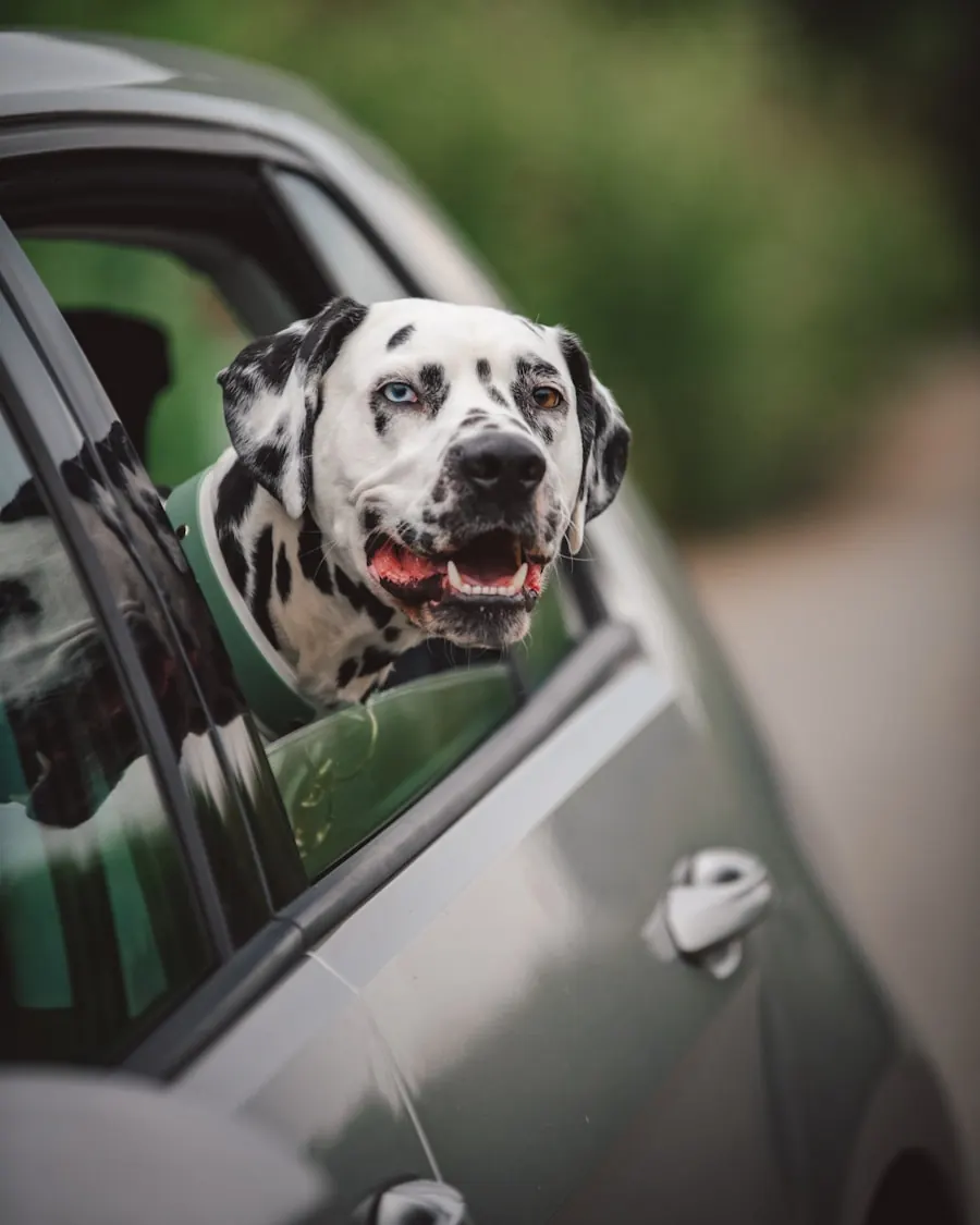 A happy dalmatian with head out the car window, mid-trip